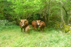Vacas pastando