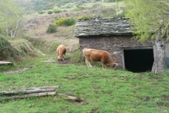 Cabañas