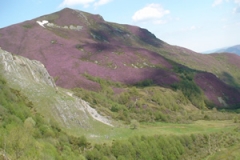 Colores del bosque de Muniellos