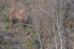Oso pardo