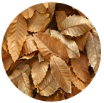 hojas de castaño
